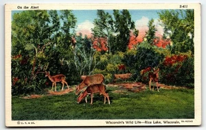 Postal On the Alert Wisconsin Wild Life Deer Rice Lake WI UNP lino - Imagen 1 de 2