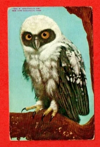 Antigua postal BÚHO ANTEOJOS NUEVA YORK Parque Zoológico halcón águila pájaro animal - Imagen 1 de 2