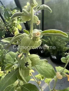 INDIAN GINSENG SEEDS (Withania somnifera) Ashwagandha 20 Fresh Seeds - Picture 1 of 1