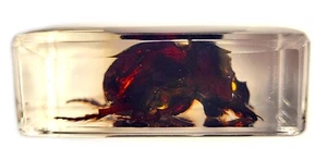 44 mm echter Mistkäfer in kristallklarem Plexiglasharz Wissenschaft Bildung Präparat - Bild 1 von 5