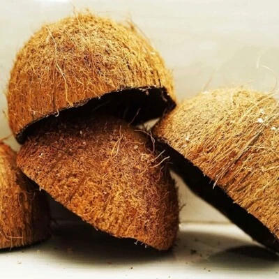 Cuenco de coco natural mitades cáscara de coco para artesanía o comedero de mascotas y velas Foto 1 de 3