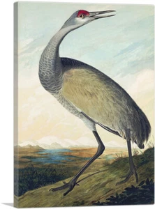 ARTCANVAS Sandhill Crane Canvas Art Print by John James Audubon - Picture 1 of 14