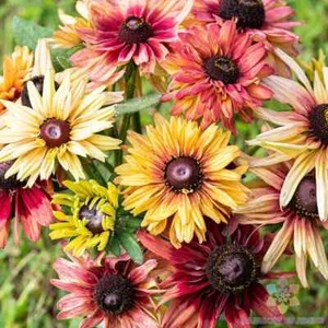 200+ Sahara Mix Rudbeckia Seeds for Garden Planting - USA - FREE SHIPPING! - Picture 1 of 1