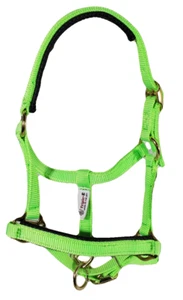 Miniature Horse Nylon Halter with Neoprene Padding - Green - Picture 1 of 3