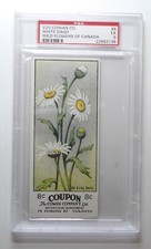 1924 V20 Cowan Co. Wild Flowers of Canada #8 White Daisy PSA 5
