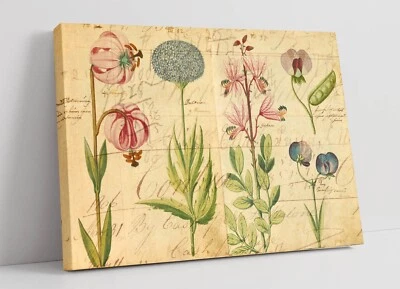 VINTAGE BOTANICAL FLOWER ILLUSTRATIONS DECOR CANVAS WALL ARTWORK PICTURE PRINT - image 1 of 2