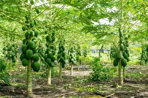 Taiwan red lady 786 f1 hybrid papaya seebs 10g (300 seebs) - Picture 1 of 4