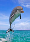 Delfin springende Postkarte - 3D-Linsen
