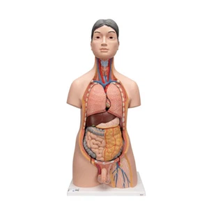 3B Scientific B32/4 Deluxe Dual-Sex-Torsomodell Anatomiemodell Asiatisch 18-tlg - Bild 1 von 1