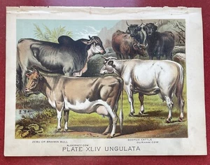 1880 Art Lithograph Print Zebu Bull Cow Cattle Farmer Farming Dairy Milk Antique - Picture 1 of 2