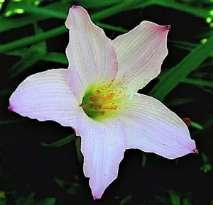 Rain Lily zephyranthes 8 LIVE pink large bulbs with roots & leaves lot - Picture 1 of 9