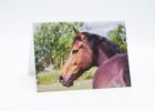 Greeting Card free postage  Horse Head Equestrian card 