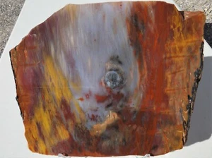 DIG-N-UTAH: ARIZONA PETRIFIED WOOD DISPLAY POLISHED SLAB  #  J 285 - Picture 1 of 6