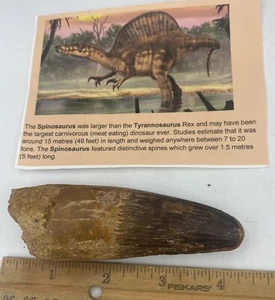 Spinosaurus 4.25” T00TH  Dinosaur F0SSIL before T Rex Cretaceous A417 - Picture 1 of 6