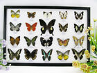 20 echte präparierte Schmetterlinge im Schaukasten - Entomologie - Taxidermie 37