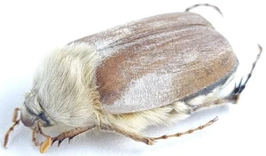 Scarabaeidae Melolonthinae Chioneosoma gorilla Kazakhstan - Picture 1 of 4