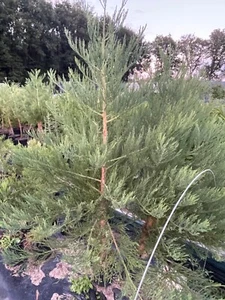 Kalif. Berg-Mammutbaum 140-160cm m. durchwurzeltem Topfballen - Bild 1 von 3