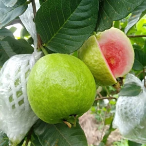 Semillas de frutas Red Heart semillas de guayaba aproximadamente 50 piezas semillas de guayaba rosa de fruta orgánica - Imagen 1 de 13