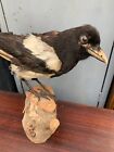Vintage Retro Taxidermy Stuffed Bird Magpie Perched On Wood Eurasian Pica Pica