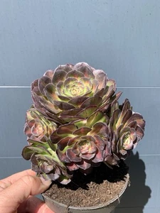 Aeonium Neptune Middle Cluster 20 Cm Haut - Imagen 1 de 1