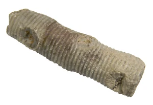 Fossil Crinoid Stem Morocco 41.21 grams - Picture 1 of 5