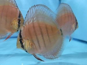 4 X 3.5" - 4.5" Super Red Curipeua Top Quality Discus Fish (2) - Picture 1 of 11