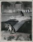 1954 Press Photo Piierre The Penguin At Vincennes Zoo In Paris France