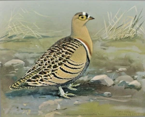 1930 Louis Fuertes Lowes Sand Grouse Print Special Publication Abyssinian Birds - Picture 1 of 8
