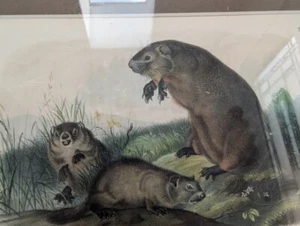 Audubon Bowen Ed.1 Pl. 2 Maryland Marmot Woodchuck Groundhog - Picture 1 of 8