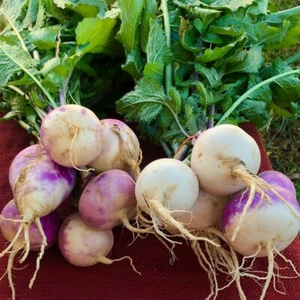 Purple Top White Globe Turnip Seeds Cover Crop Forage Brassica Food Plot Non-GMO - Picture 1 of 3