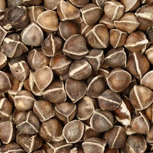 Organic Moringa Seeds | Moringa Oleifera | Dried, Non GMO, Edible,Planting - Picture 1 of 3