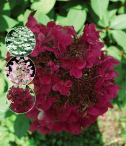 Rispenhortensie 'Wims Red' - Hydrangea paniculata im 3L Topf Strauch in Rot-Weiß - Bild 1 von 3