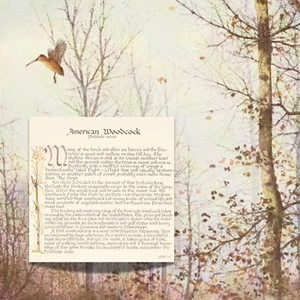 AMERICAN WOODCOCK Lithograph David HAGERBAUMER Color Game Bird Print Art 10"x11" - Picture 1 of 3