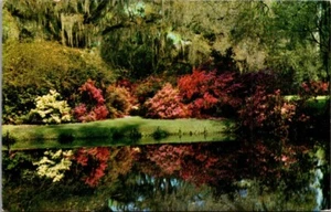 MAGNOLIA GARDENS Charleston, South Carolina SC AZALEAS Postcard - Picture 1 of 2