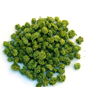 Organic Noto Ginseng Dry Flower Sanqi TianQi Notoginseng Sanqi Tianqi Flower Tea - Picture 1 of 4