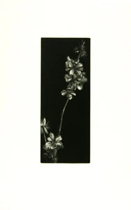 JUDITH ROTHCHILD b1950 fiore di mandorlo - Foto 1 di 1