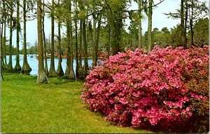 Postal de Greenfield Gardens Wilmington Carolina del Norte - Imagen 1 de 2