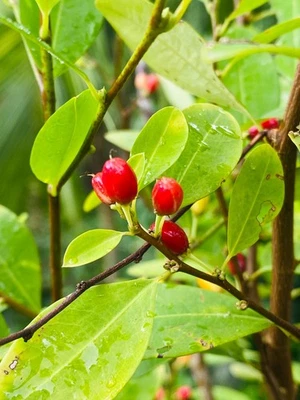 15+ semillas ayurvédicas eritroxilum navo semillas orgánicas puras de Ceilán - Imagen 1 de 3