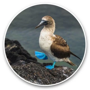 2 x Vinyl Stickers 25cm - Blue Footed Boobies Galapagos Islands  #44364 - Picture 1 of 8
