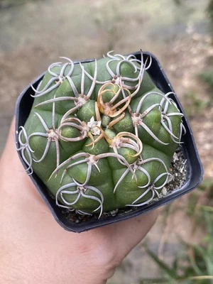 RareSucculent Gymnocalycium paraguayense seedgrowth GardenDécorBoutique WYSIWYG2 - Image 1 of 2