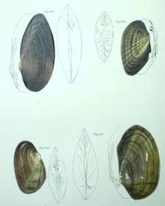 Coquilles Coquillage Histoire naturelle Fruits de mer Lithographie XIXème - Imagen 1 de 1