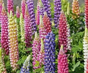 20+ RUSSELL LUPINE FLOWER SEEDS mixed colors PERENNIAL garden USA seller - Picture 1 of 1