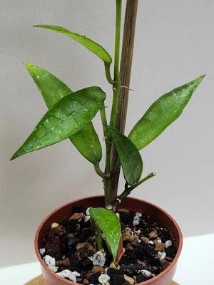 Hoya Lacunosa EPC 329 'Mr Tent' - active growth 🌸 - Image 1 of 4