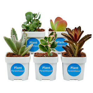 5 Live Succulent Plants FREE SHIPPING Variety Selected Daily