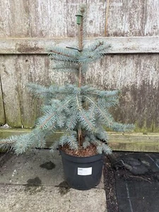 Picea pungens 'Edith' Tree | Colorado Spruce | 7L | Bluest Foliage 🇬🇧 UK Grown - Picture 1 of 6