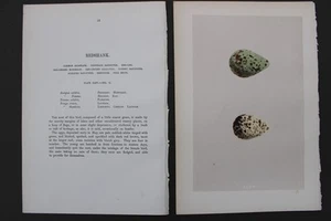 Birds, Nests, Eggs, F.O.Morris, 1875 - Picture 1 of 3