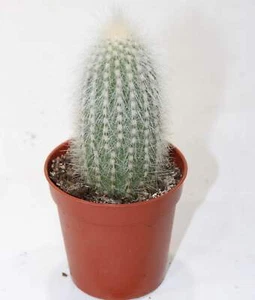 Cleistocactus strausii - Bild 1 von 3