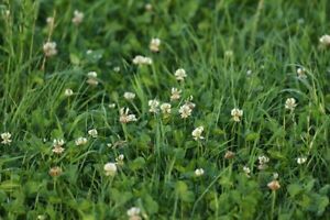 White Clover Seed for Lawns Clover Grass Lawn Seed Mix -30% Clover 70% Grass