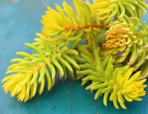 Sedum reflexum yellow leaved Drought Tolerant Roof Garden in Punnets/Seed Trays. - Picture 1 of 3