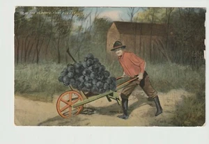 POSTCARD EXAGGERATED WHEEL BARROW OF GRAPES ITS THE CLIMATE - 1912 - Picture 1 of 2